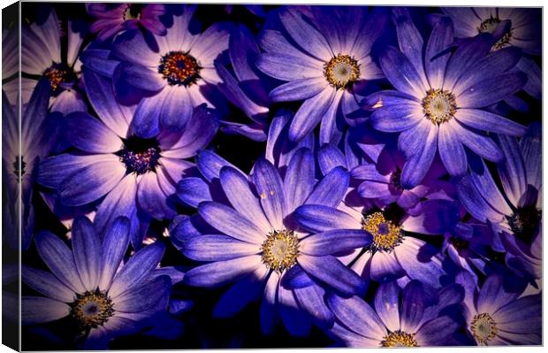 Wild Bold Purple Flora                             Canvas Print by Sue Bottomley