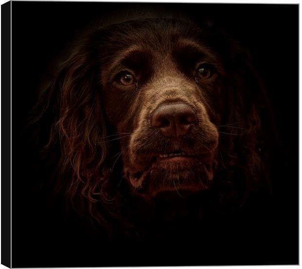 English Cocker Spaniel out of the shadows          Canvas Print by Sue Bottomley