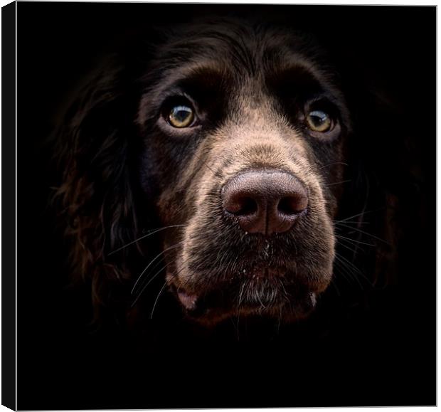 Face Of A English Cocker Spaniel Puppy             Canvas Print by Sue Bottomley