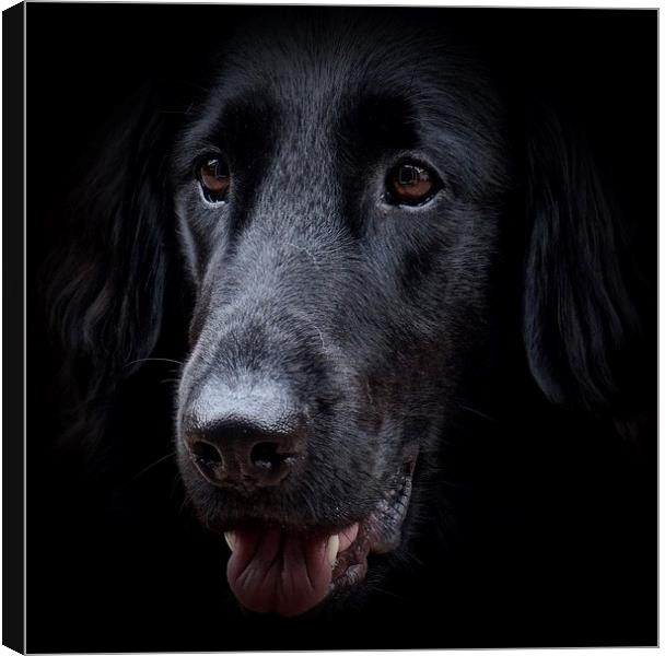 The face of a Flat-Coated Retriever                Canvas Print by Sue Bottomley