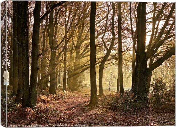 Woods At Chorleywood Common Canvas Print by Sue Bottomley