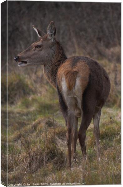 A deer standing in a field Canvas Print by Jon Saiss