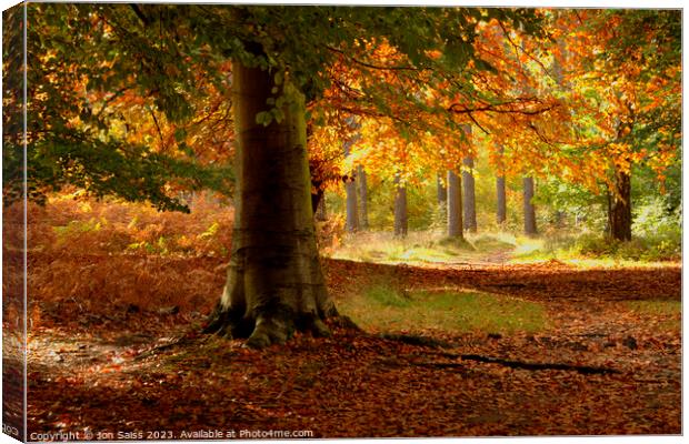 Autumn Colour Canvas Print by Jon Saiss