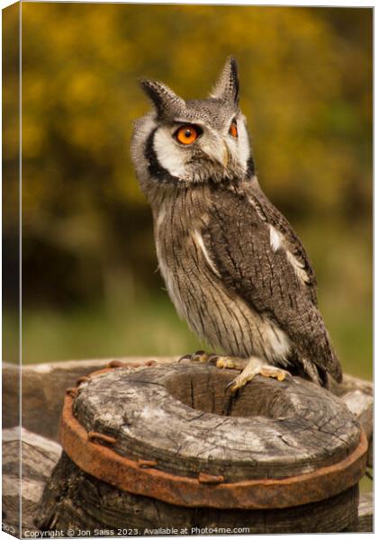 Owl on wagon Wheel Canvas Print by Jon Saiss