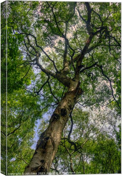 Silver Birch Canvas Print by Jon Saiss