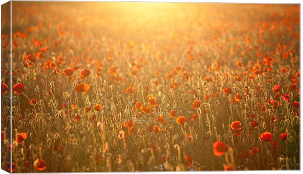 Poppy field sunset Canvas Print by Junwei Chu