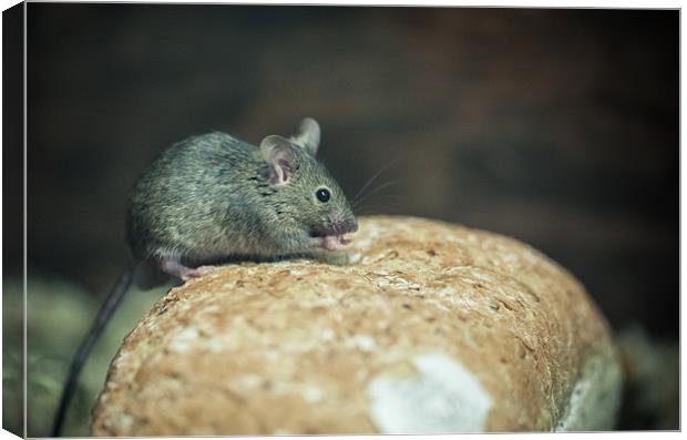 Mouse on bread Canvas Print by Junwei Chu