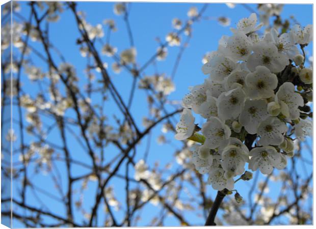 White cherry blossom Canvas Print by James Woodward