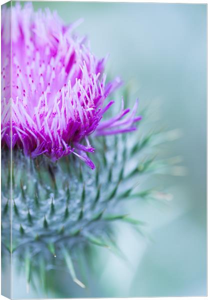 Thistle Canvas Print by Ben Shirley
