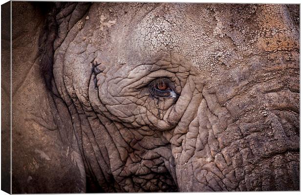 Eye of the Elephant Canvas Print by Ben Shirley