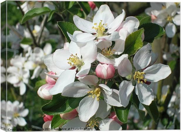 Apple Blossom Delight Canvas Print by Mandie Jarvis