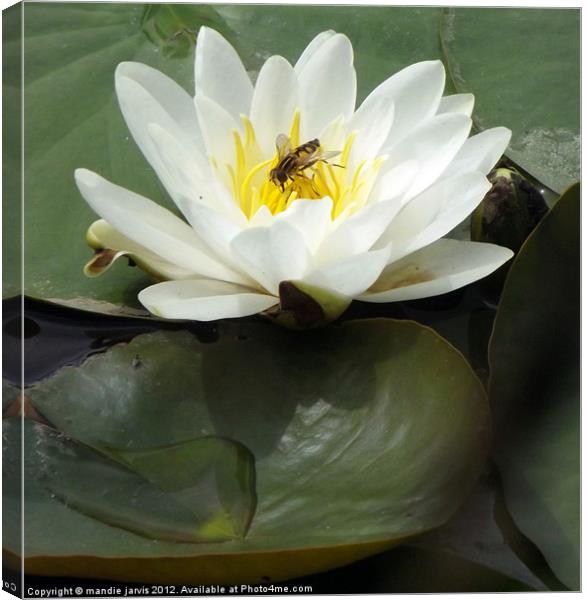 Water-lilly and Lilly pads Canvas Print by Mandie Jarvis