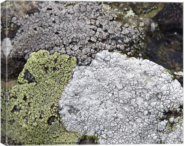 Tri-colour Lichens Canvas Print by Mandie Jarvis