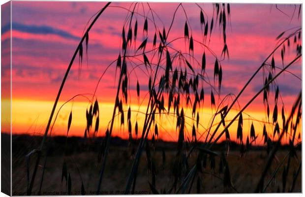 Sunset in the countryside Canvas Print by Mandie Jarvis