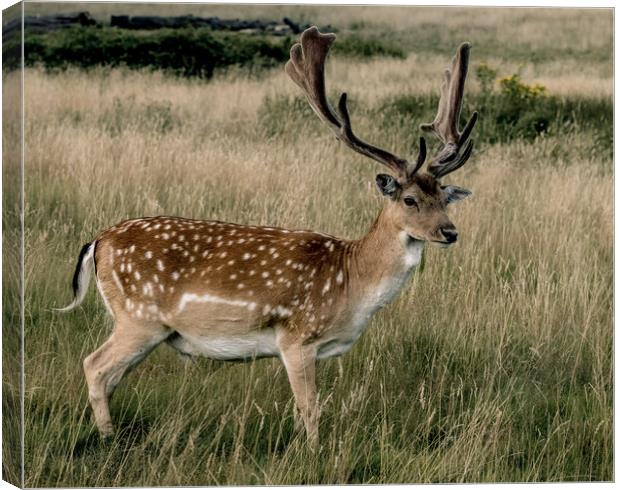 Deer Canvas Print by Philip Carr