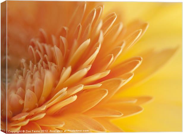 Macro of Yellow Gerbera Petals Canvas Print by Zoe Ferrie