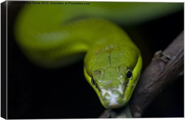 Green Snake Eyes Canvas Print by Zoe Ferrie