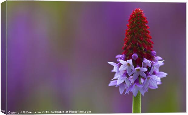 Primula Vialii (Chinese Pagoda Primrose) Canvas Print by Zoe Ferrie