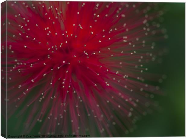 Calliandra Canvas Print by Zoe Ferrie