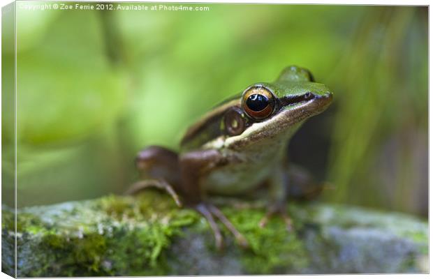 Common Greenback Frog Canvas Print by Zoe Ferrie