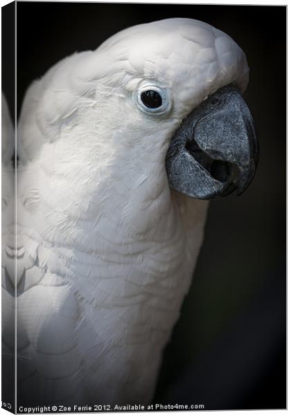 Cockatoo Canvas Print by Zoe Ferrie