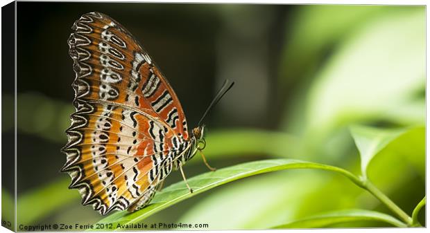 Malay Lacewing Butterfly Canvas Print by Zoe Ferrie