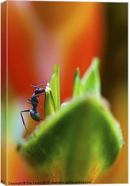 Ant on a Heliconia Stricta Flower Canvas Print by Zoe Ferrie