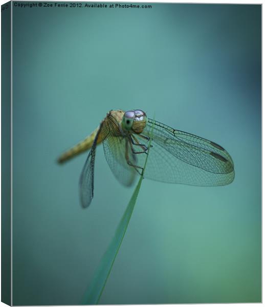 Dragonfly Canvas Print by Zoe Ferrie