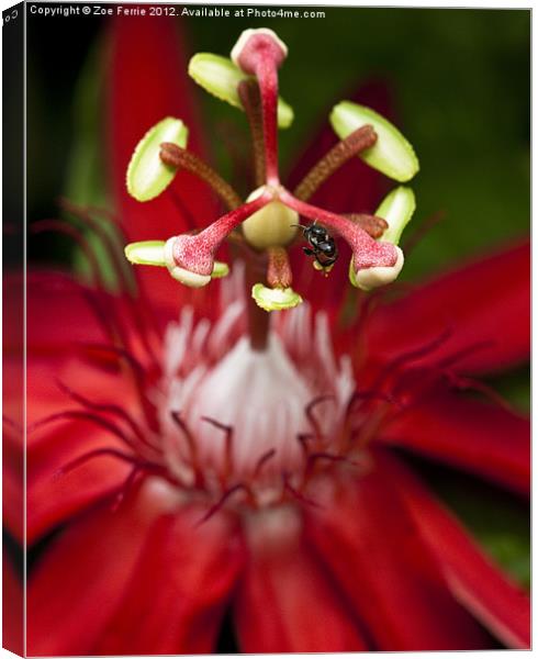 Bee collecting pollen on a Passiflora flower Canvas Print by Zoe Ferrie