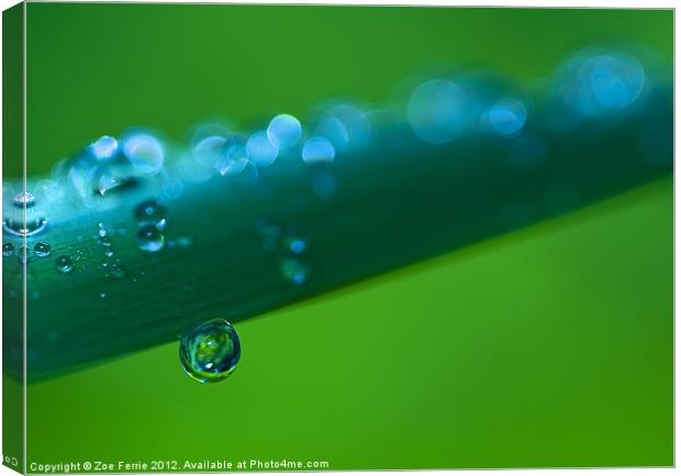 Waterdrops after the Storm Canvas Print by Zoe Ferrie