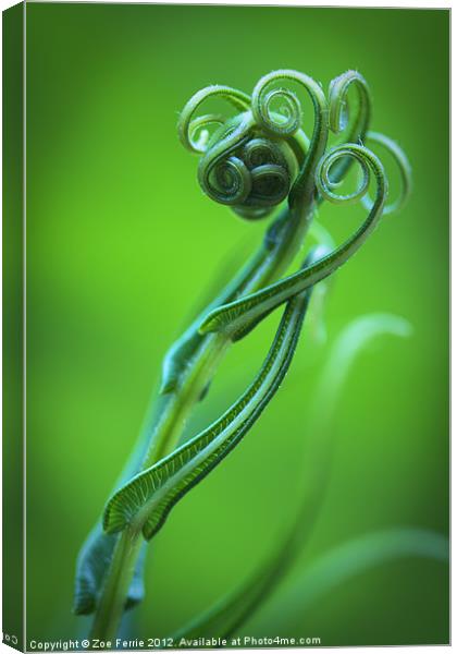 Tendrils Canvas Print by Zoe Ferrie