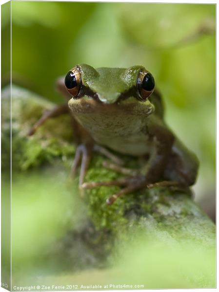 Asian Frog sitting by a pond Canvas Print by Zoe Ferrie