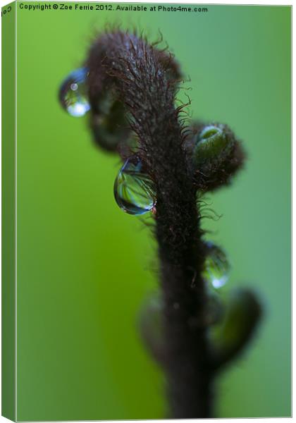 Waterdrop on a Fern Canvas Print by Zoe Ferrie