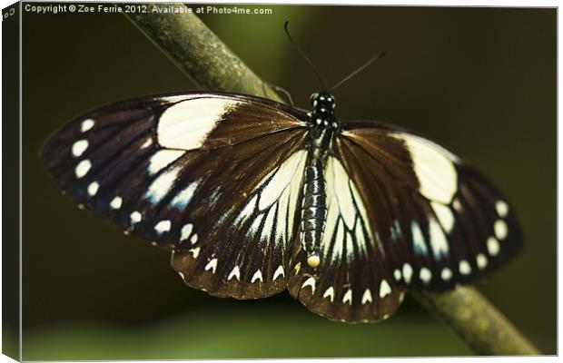 Butterfly laying her Eggs Canvas Print by Zoe Ferrie