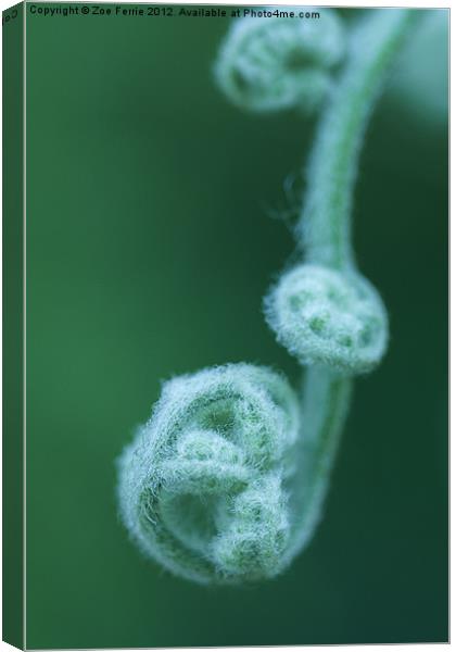 Tendrils of a Tropical Fern Canvas Print by Zoe Ferrie