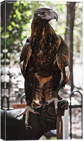 Wedge-tailed Eagle Canvas Print by Zoe Ferrie