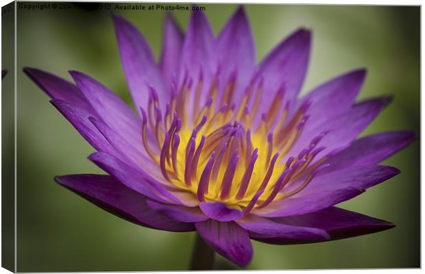 Water Lily Canvas Print by Zoe Ferrie