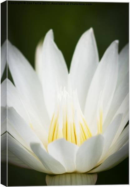 Macro photograph of a white & yellow Water Lily Canvas Print by Zoe Ferrie