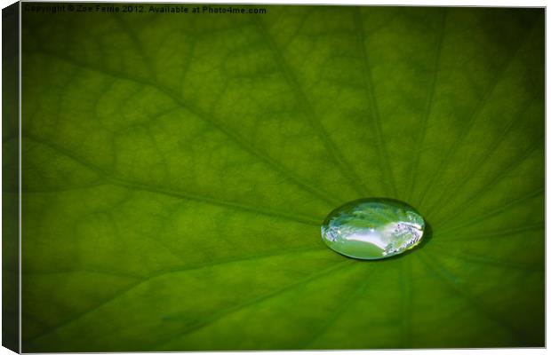 Water Drop on a Leaf Canvas Print by Zoe Ferrie