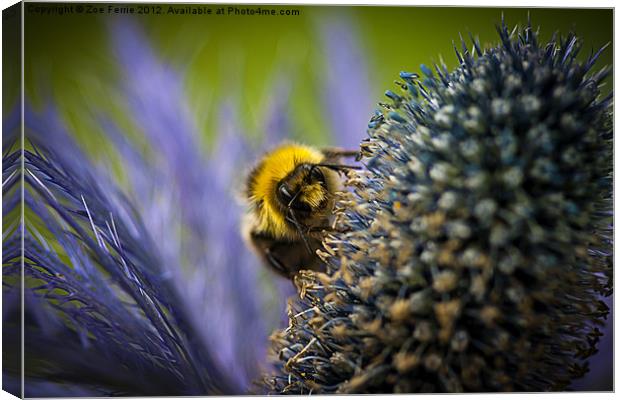 Macro of a bee Canvas Print by Zoe Ferrie