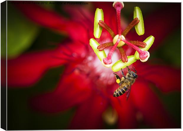 Macro photograph of a bee collecting pollen. Canvas Print by Zoe Ferrie