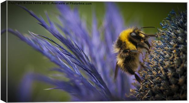 Bee on a Scottish Thistle Canvas Print by Zoe Ferrie