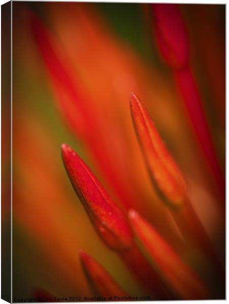 Abstract Macro photograph of the buds on an Ixora  Canvas Print by Zoe Ferrie