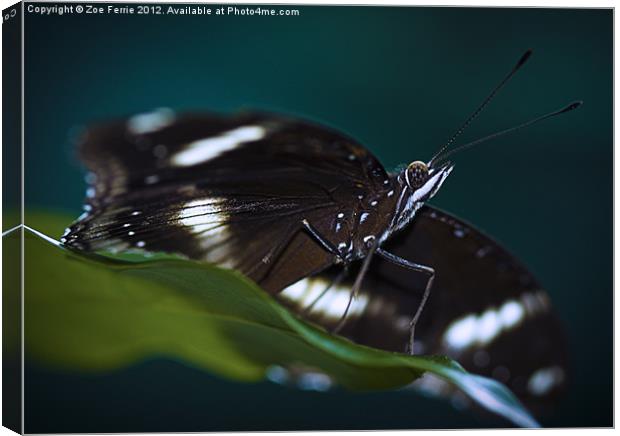 Macro photograph of a Resting Butterfly Canvas Print by Zoe Ferrie