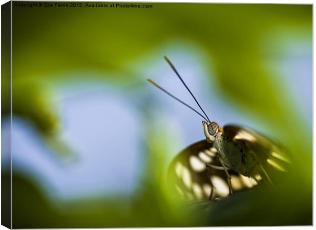 Butterfly through a leaf Canvas Print by Zoe Ferrie