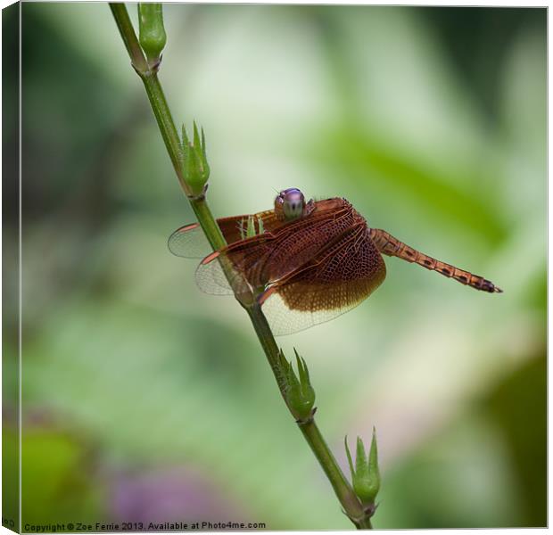 Macro photograph of a Dragonfly Canvas Print by Zoe Ferrie