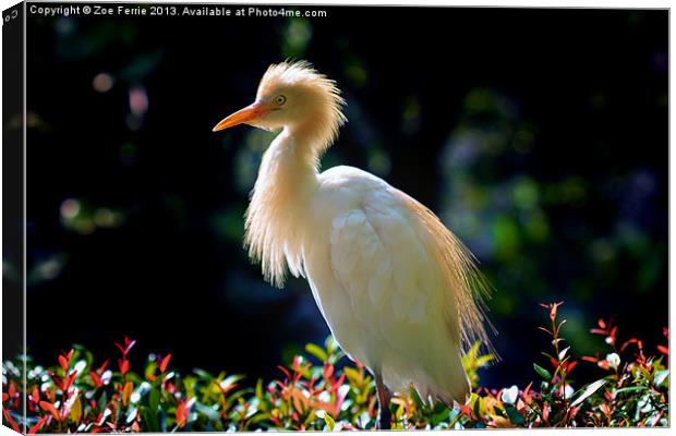 Egret with back lighting Canvas Print by Zoe Ferrie