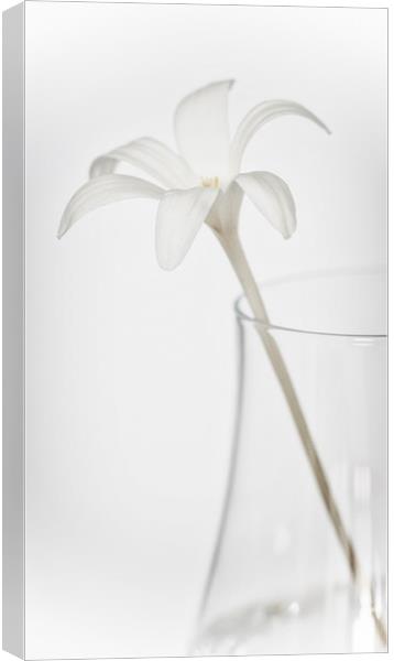 White Flower in a Vase Canvas Print by Zoe Ferrie