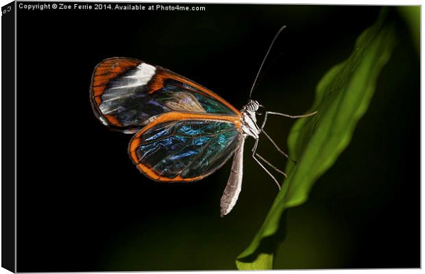 Macro photograph of a Glasswinged Butterfly Canvas Print by Zoe Ferrie