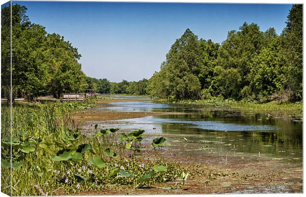 Elm Lake at Brazos Bend, Texas Canvas Print by Zoe Ferrie